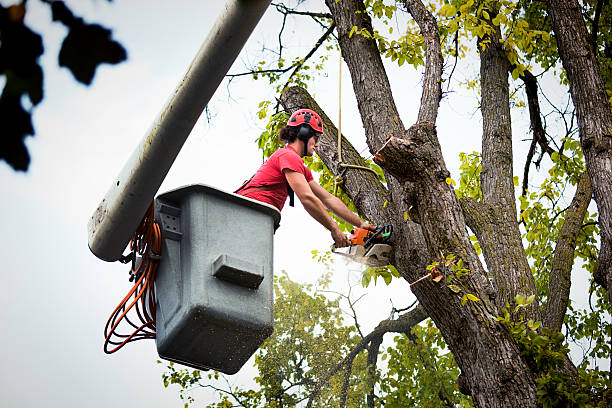 How Our Tree Care Process Works  in Dover, FL